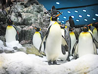 Loro Parque, Teneriffa - ja pingviinit!