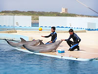 Mediterraneo Park ja delfiinit