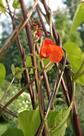 Kuva: RUUSUPAPU - Varma, luotettava ja helppohoitoinen köynnöskasvi siemenestä